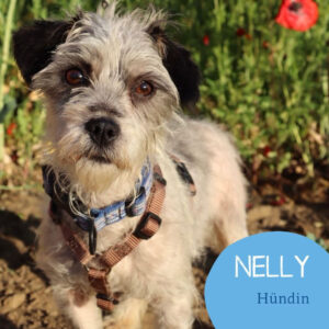 Mehr über den Artikel erfahren NELLY