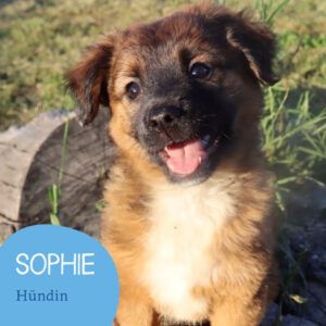 Mehr über den Artikel erfahren SOPHIE