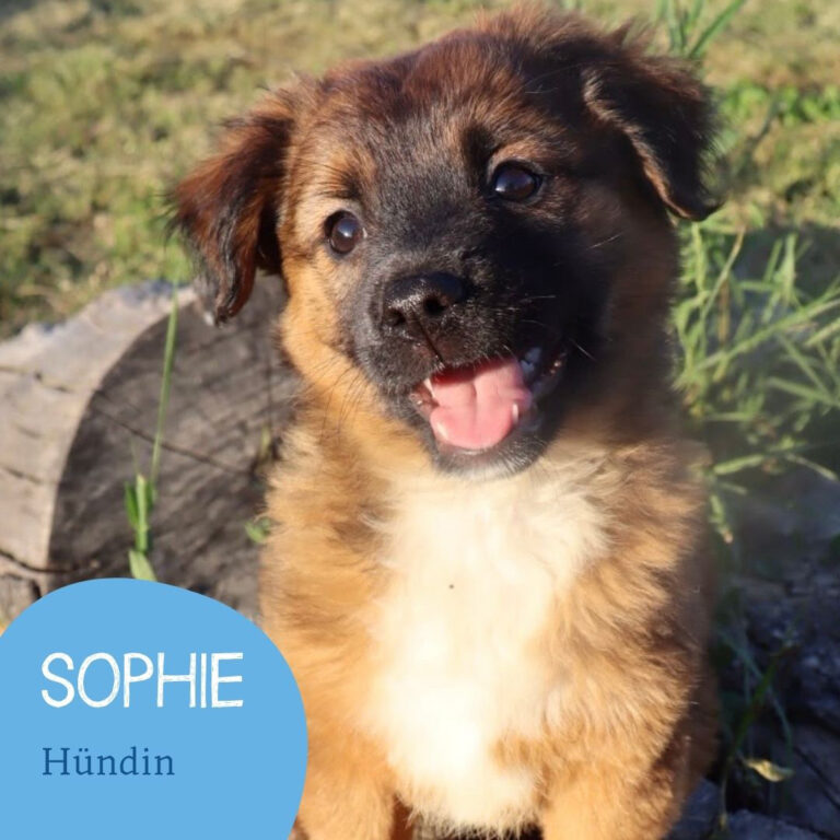 Mehr über den Artikel erfahren SOPHIE