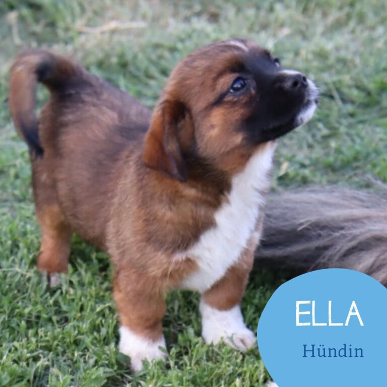 Mehr über den Artikel erfahren ELLA