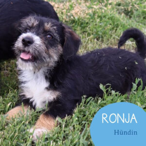 Mehr über den Artikel erfahren RONJA