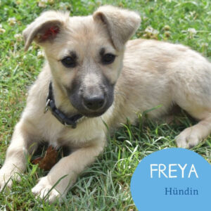 Mehr über den Artikel erfahren FREYA