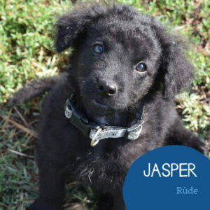 Mehr über den Artikel erfahren JASPER