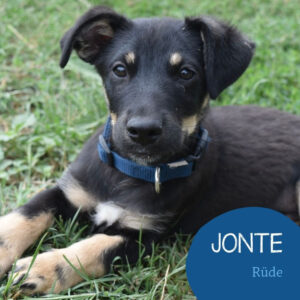 Mehr über den Artikel erfahren JONTE