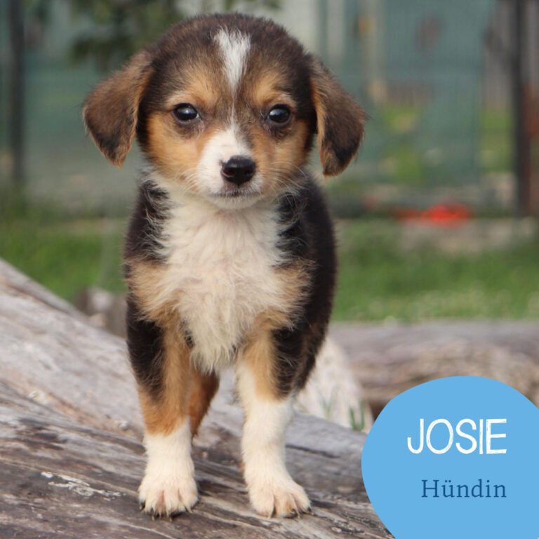 Mehr über den Artikel erfahren JOSIE