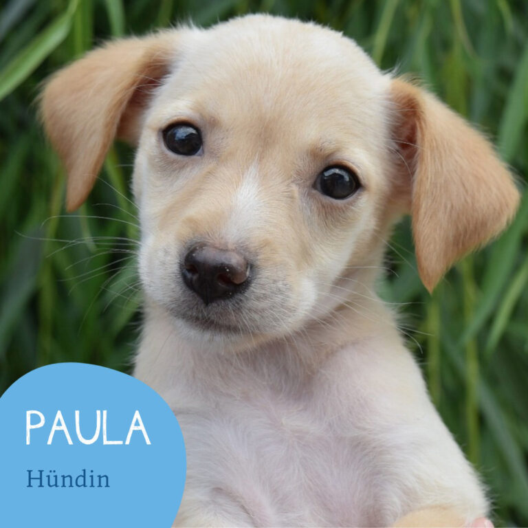 Mehr über den Artikel erfahren PAULA