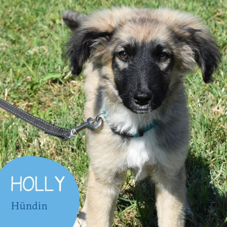 Mehr über den Artikel erfahren HOLLY