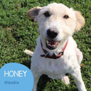 Mehr über den Artikel erfahren HONEY