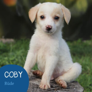 Mehr über den Artikel erfahren COBY