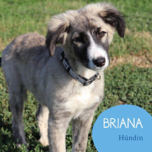 Mehr über den Artikel erfahren BRIANA