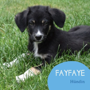 Mehr über den Artikel erfahren Fayfaye