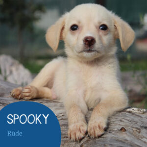 Mehr über den Artikel erfahren SPOOKY