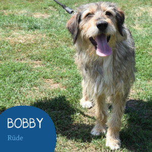 Mehr über den Artikel erfahren BOBBY