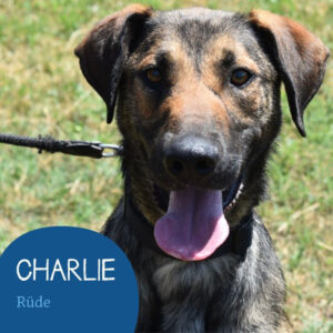 Mehr über den Artikel erfahren CHARLIE