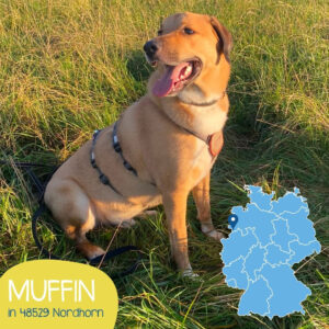Mehr über den Artikel erfahren MUFFIN
