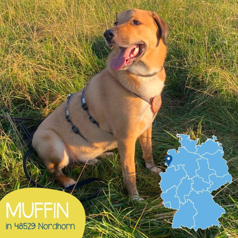 Mehr über den Artikel erfahren MUFFIN