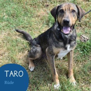 Mehr über den Artikel erfahren TARO
