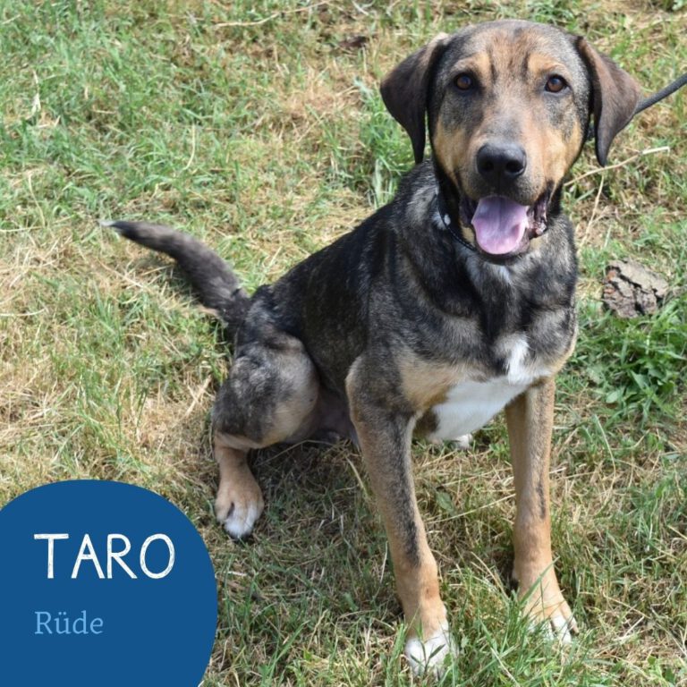 Mehr über den Artikel erfahren TARO