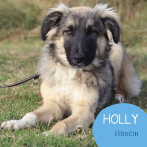 Mehr über den Artikel erfahren HOLLY