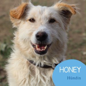 Mehr über den Artikel erfahren HONEY