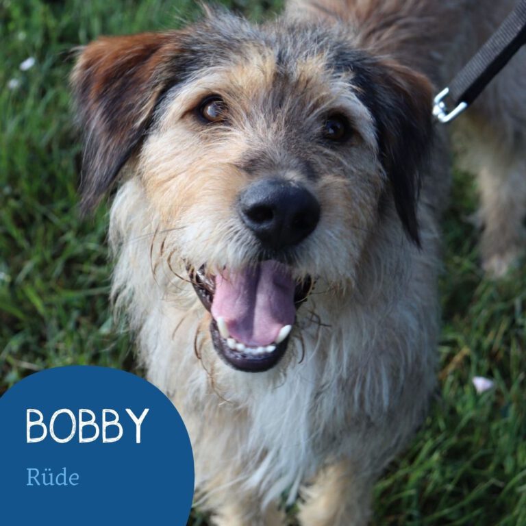 Mehr über den Artikel erfahren BOBBY