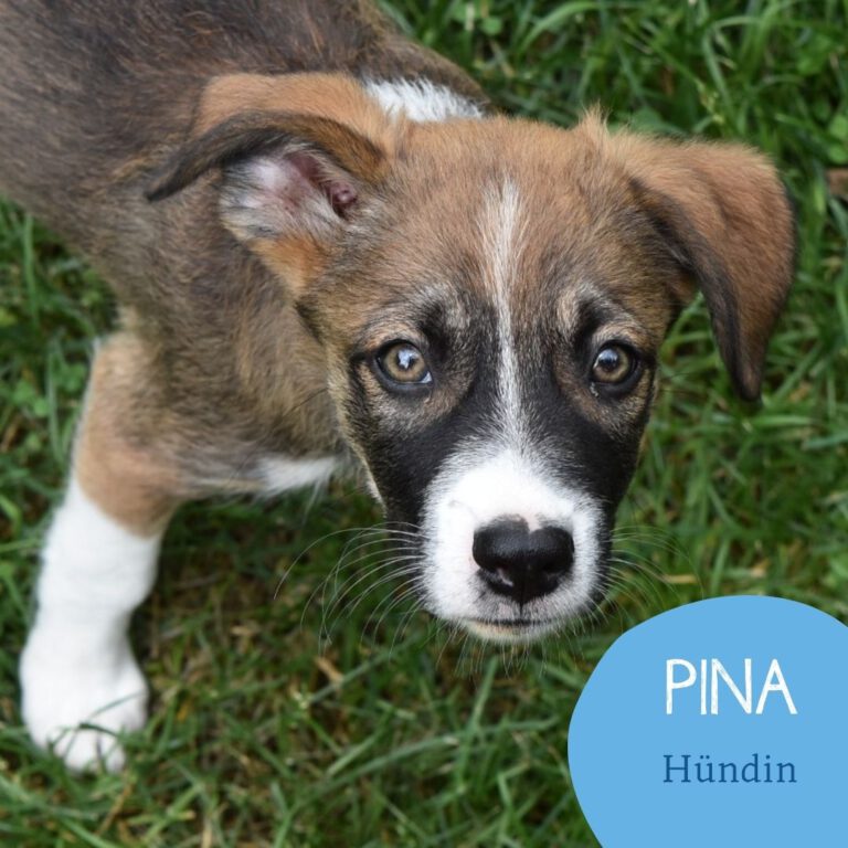 Mehr über den Artikel erfahren PINA
