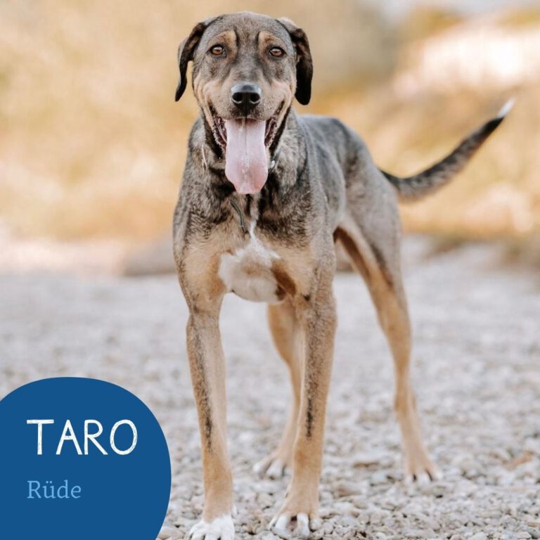 Mehr über den Artikel erfahren TARO