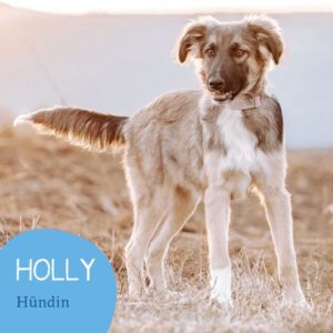 Mehr über den Artikel erfahren HOLLY