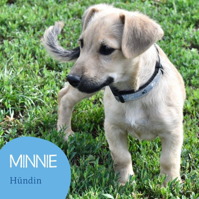 Mehr über den Artikel erfahren MINNIE
