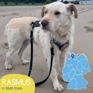 Mehr über den Artikel erfahren RASMUS