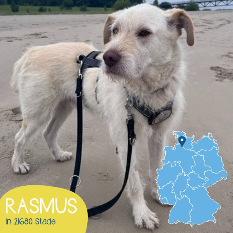 Mehr über den Artikel erfahren RASMUS
