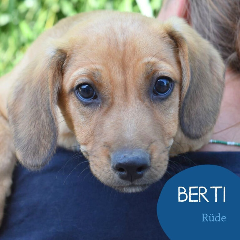 Mehr über den Artikel erfahren BERTI