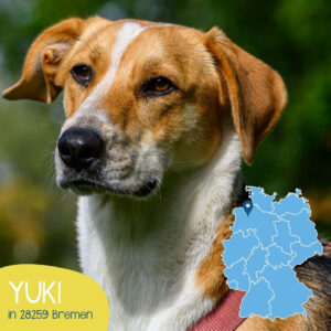 Mehr über den Artikel erfahren YUKI