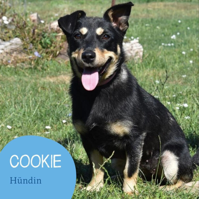 Mehr über den Artikel erfahren COOKIE