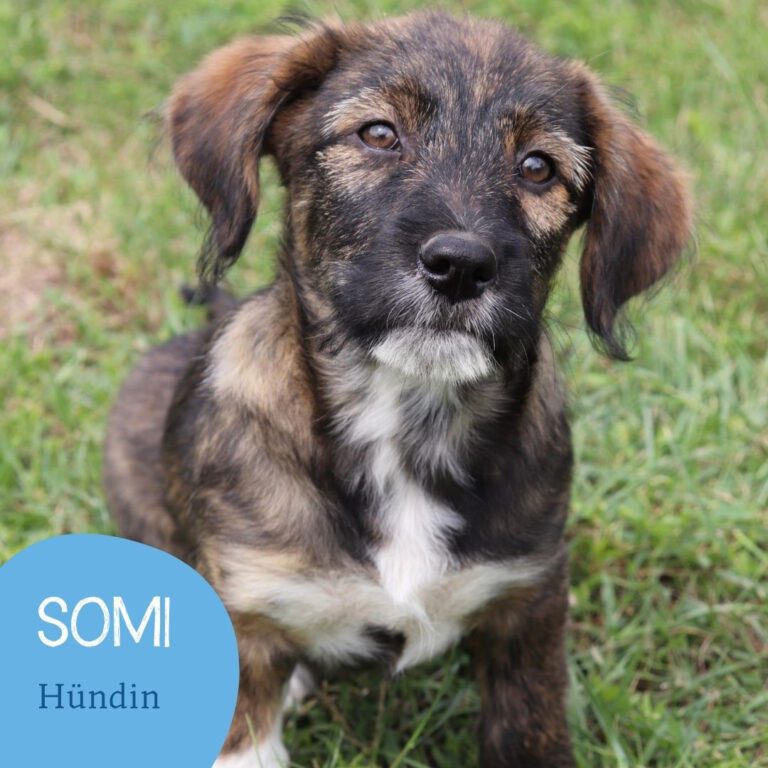 Mehr über den Artikel erfahren SOMI