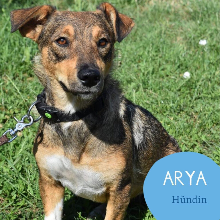 Mehr über den Artikel erfahren ARYA