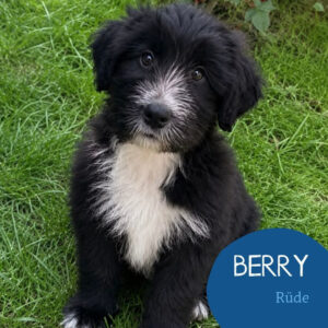 Mehr über den Artikel erfahren BERRY