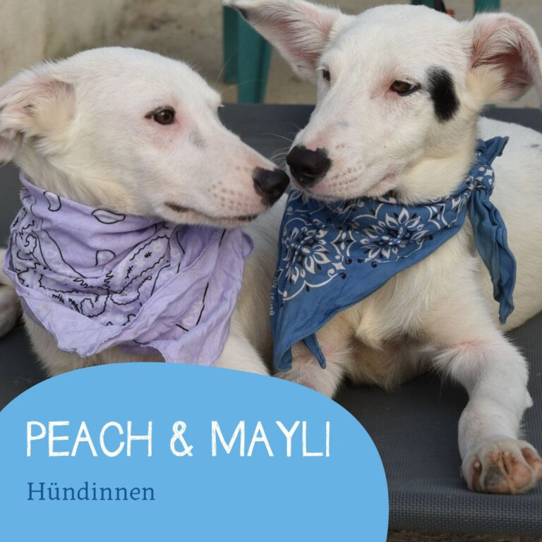 Mehr über den Artikel erfahren PEACH & MAYLI