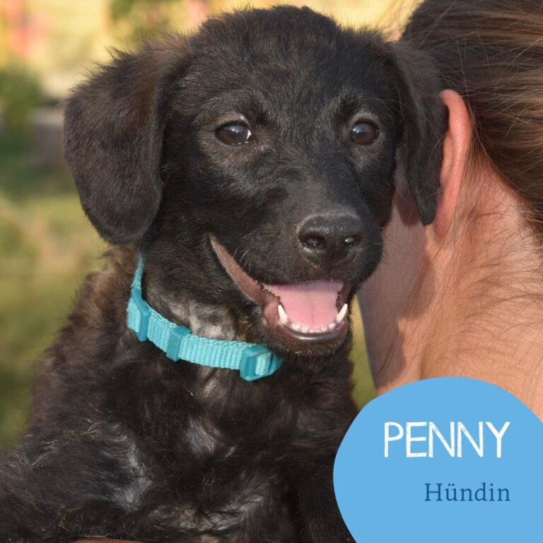 Mehr über den Artikel erfahren PENNY