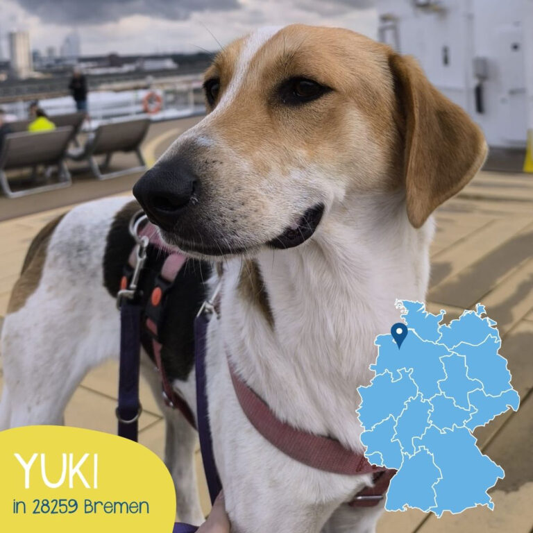 Mehr über den Artikel erfahren YUKI