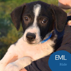 Mehr über den Artikel erfahren EMIL