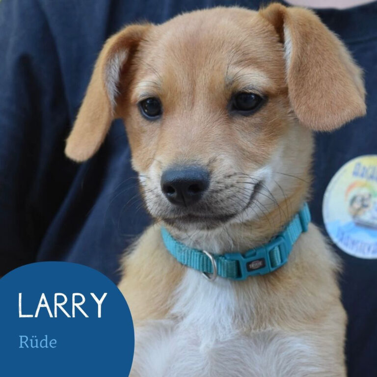 Mehr über den Artikel erfahren LARRY