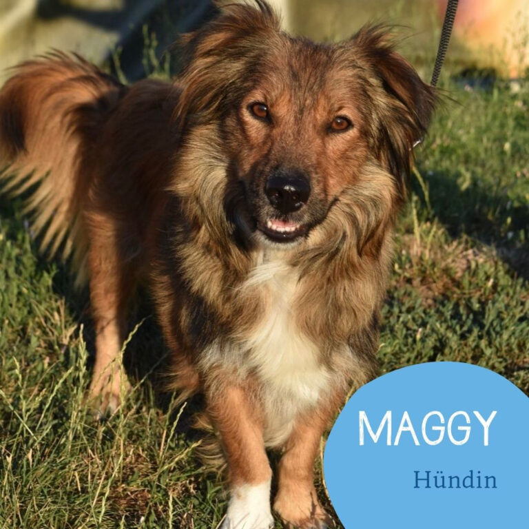 Mehr über den Artikel erfahren MAGGY