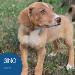 Mehr über den Artikel erfahren GINO