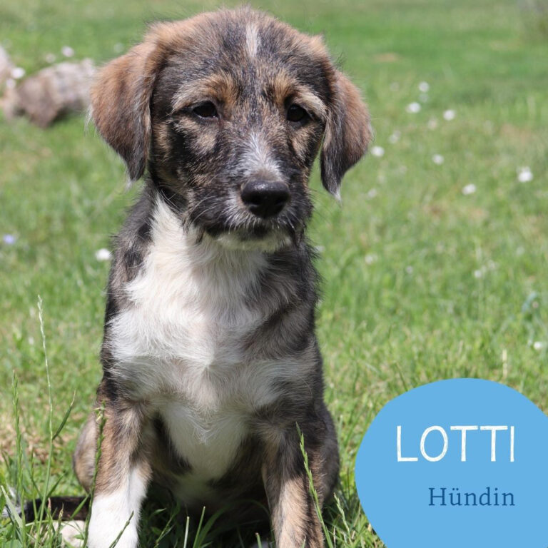 Mehr über den Artikel erfahren LOTTI