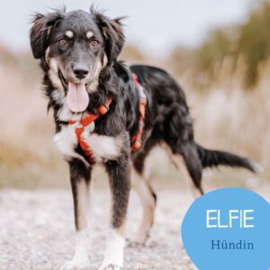 Mehr über den Artikel erfahren ELFIE