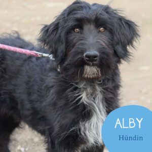 Mehr über den Artikel erfahren ALBY
