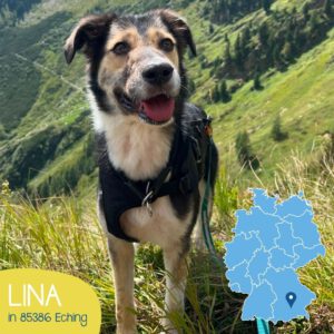 Mehr über den Artikel erfahren LINA