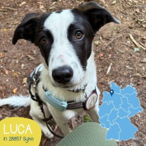 Mehr über den Artikel erfahren LUCA