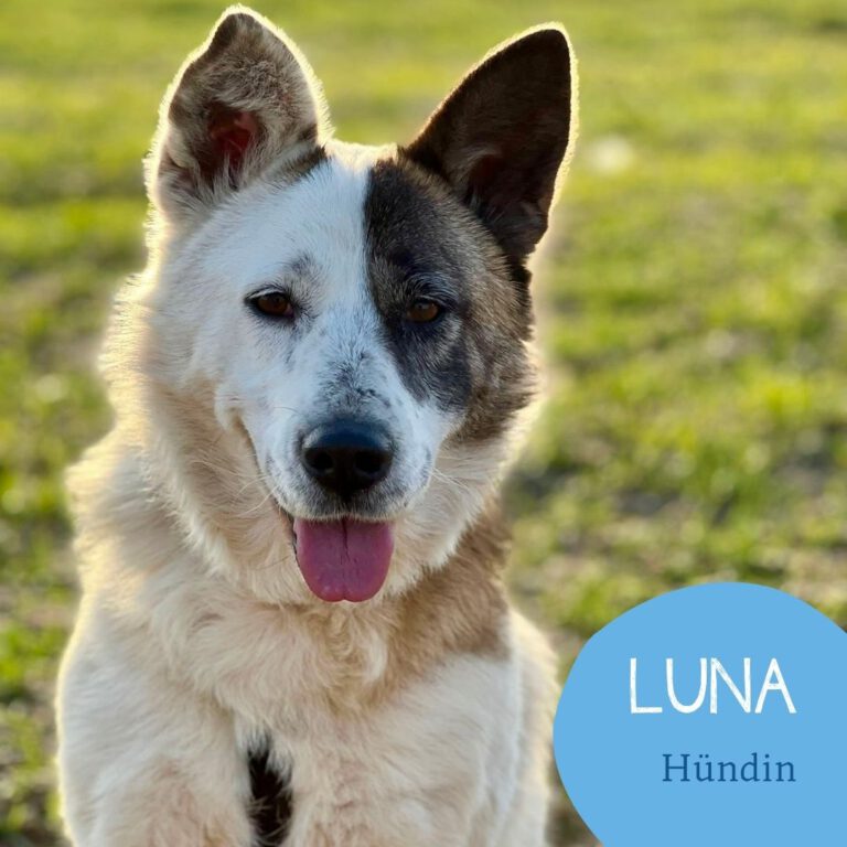 Mehr über den Artikel erfahren LUNA